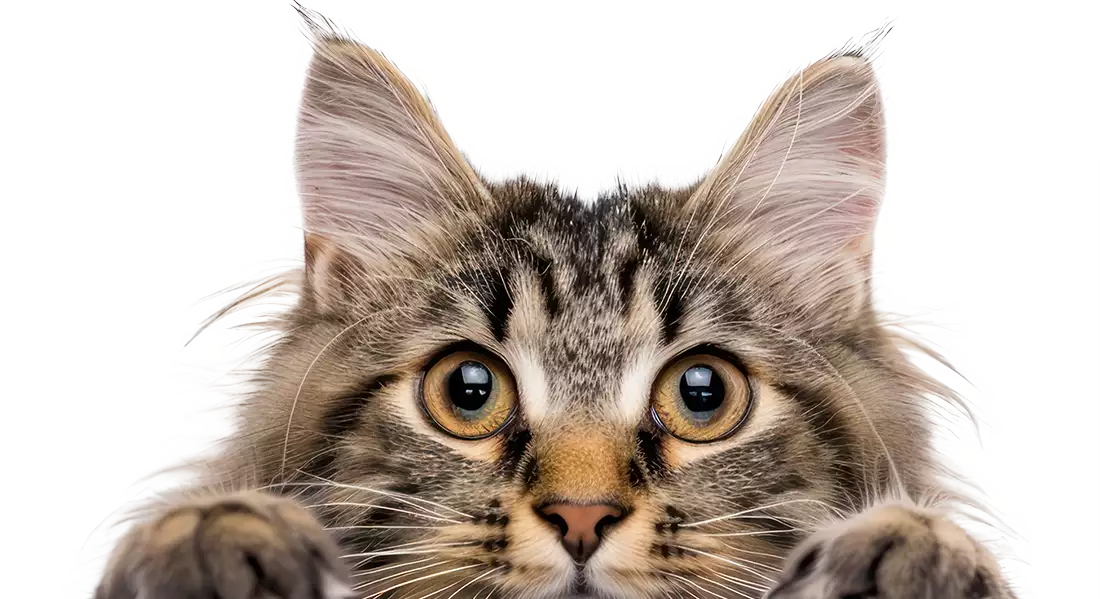 fluffy cat peeking
