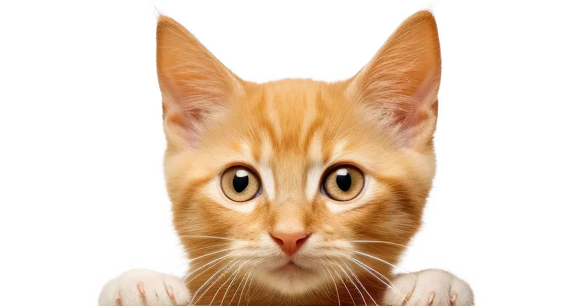 orange kitten cat peeking
