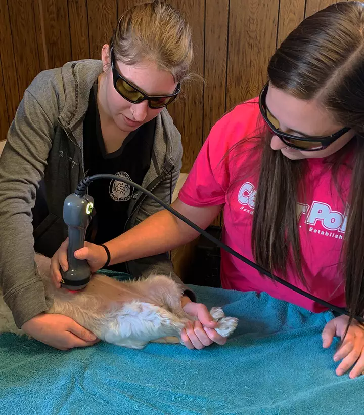 cold laser therapy to dog at Ashton Animal Clinic